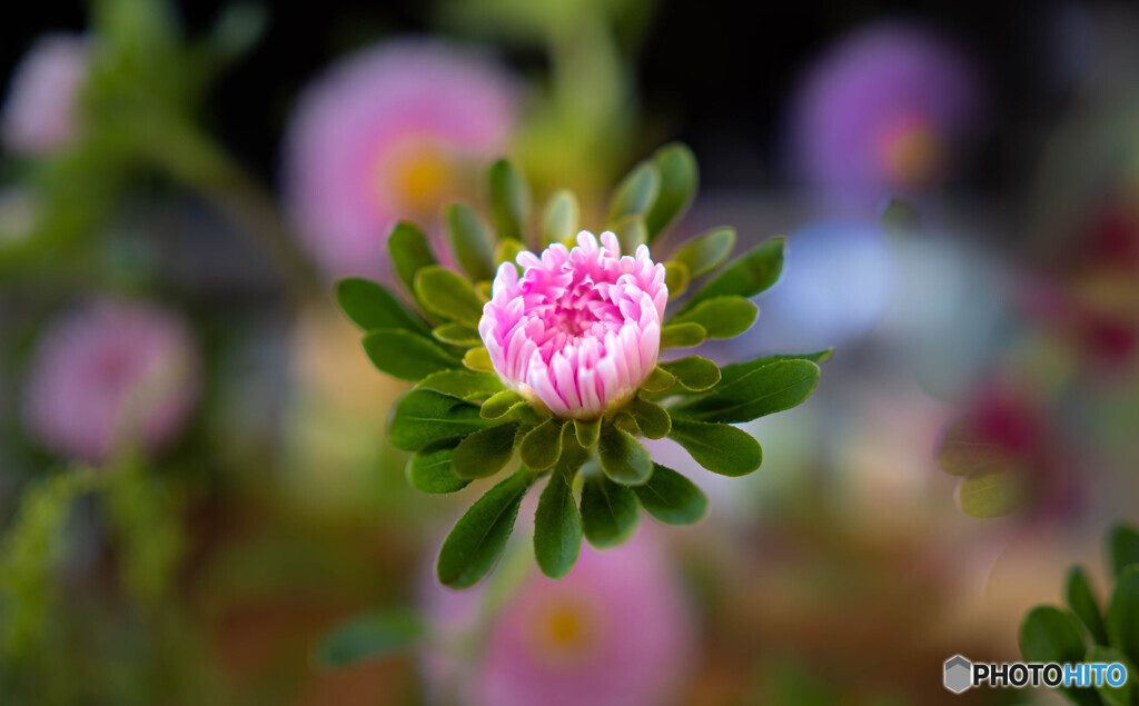 花瓶の花