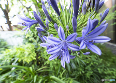 Agapanthus　