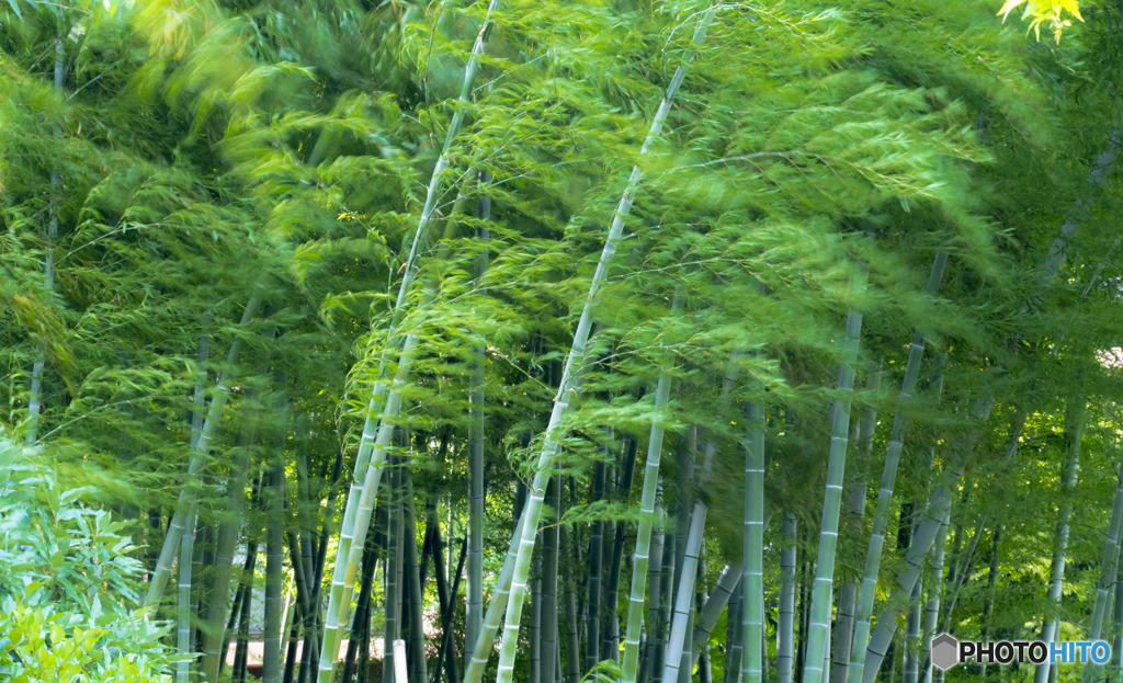 竹林
