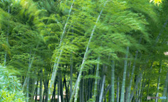 竹林