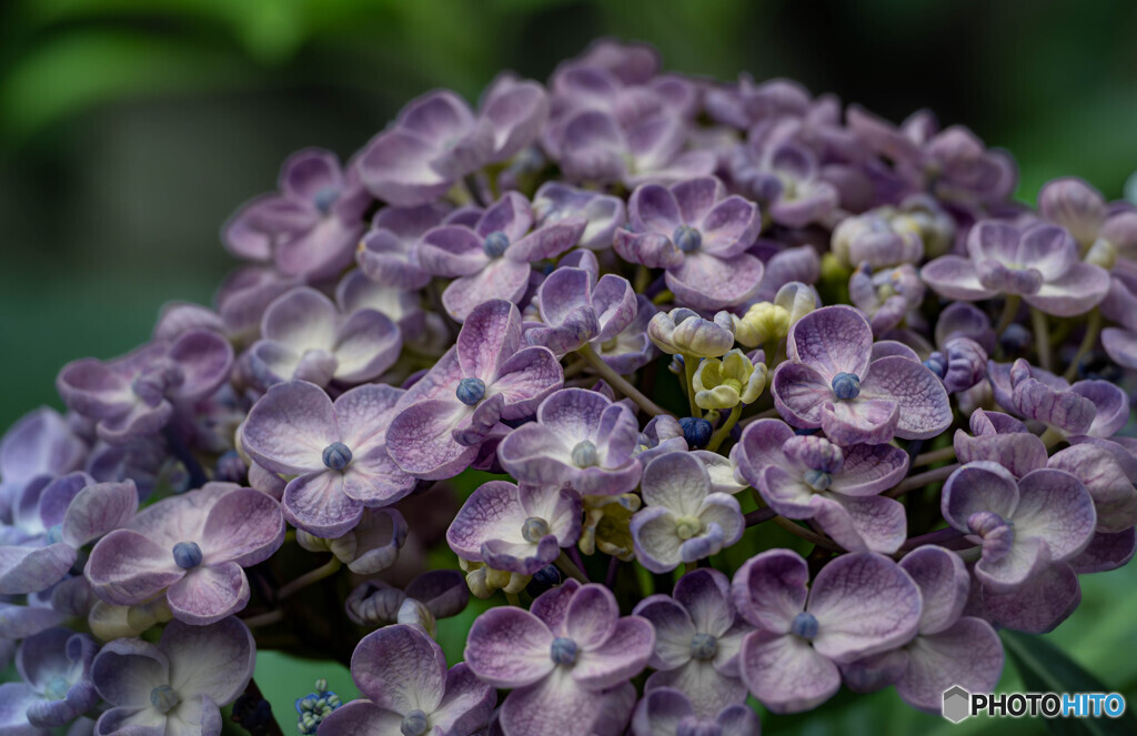 紫陽花