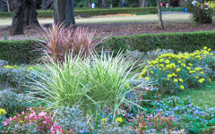 公園の寄せ植え