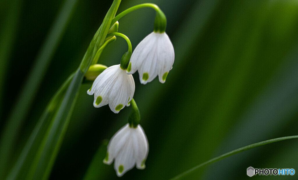 スノーフレーク
