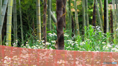 春の竹林