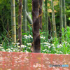 春の竹林