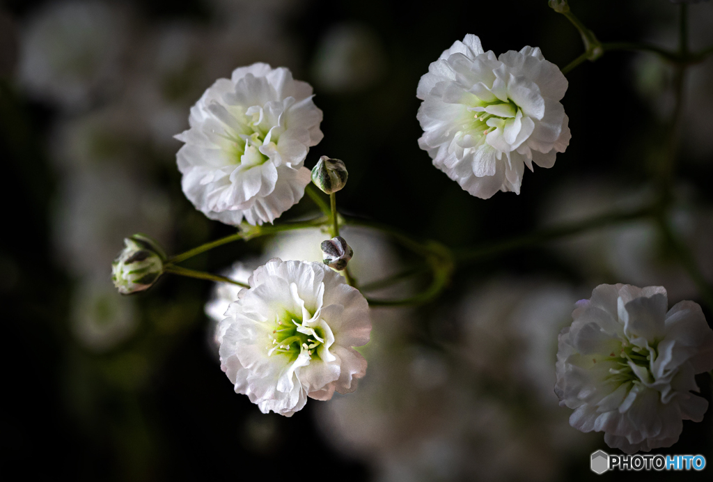 花瓶の花