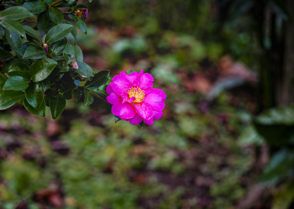 一輪の花