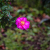 一輪の花