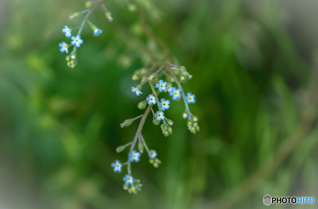野草