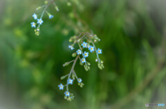 野草