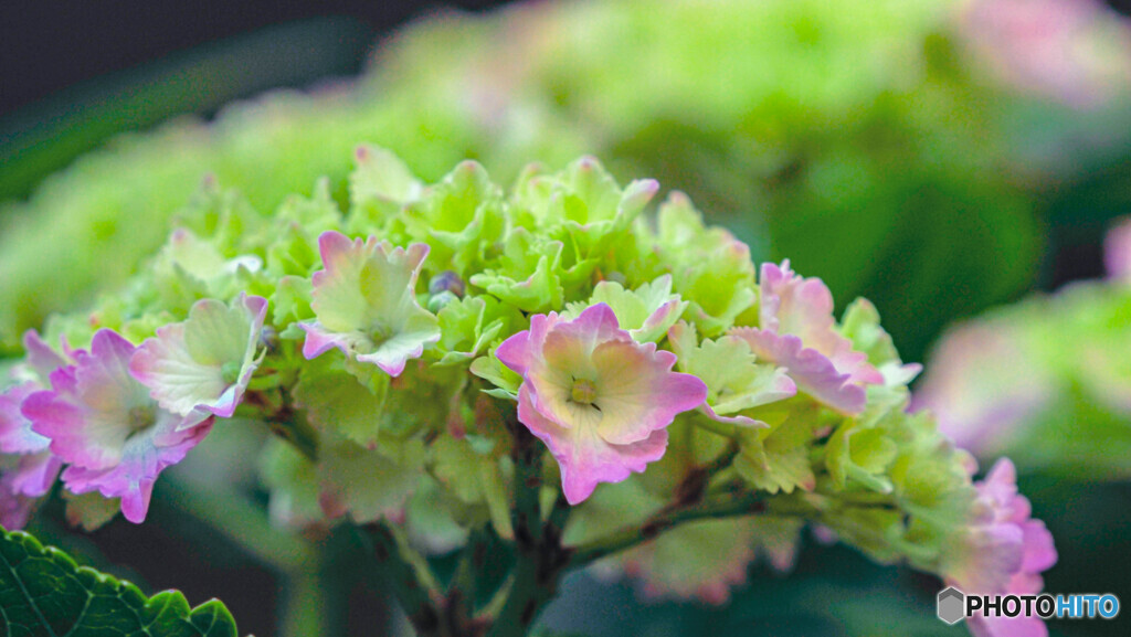 紫陽花
