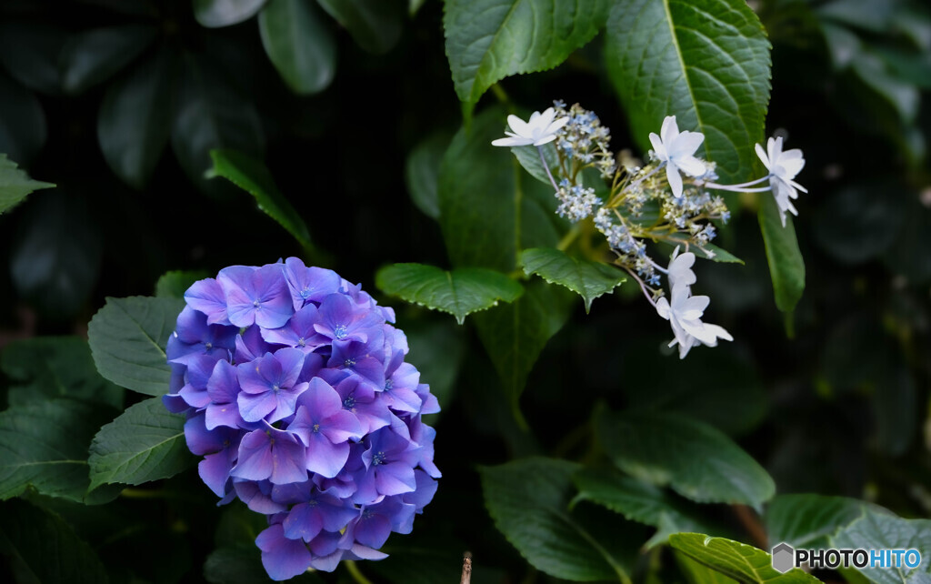 紫陽花