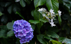 紫陽花