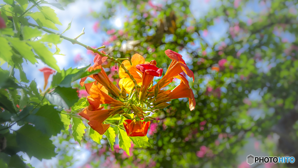 夏の花