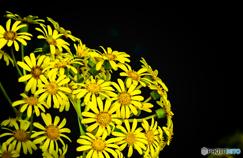 ツワブキの花