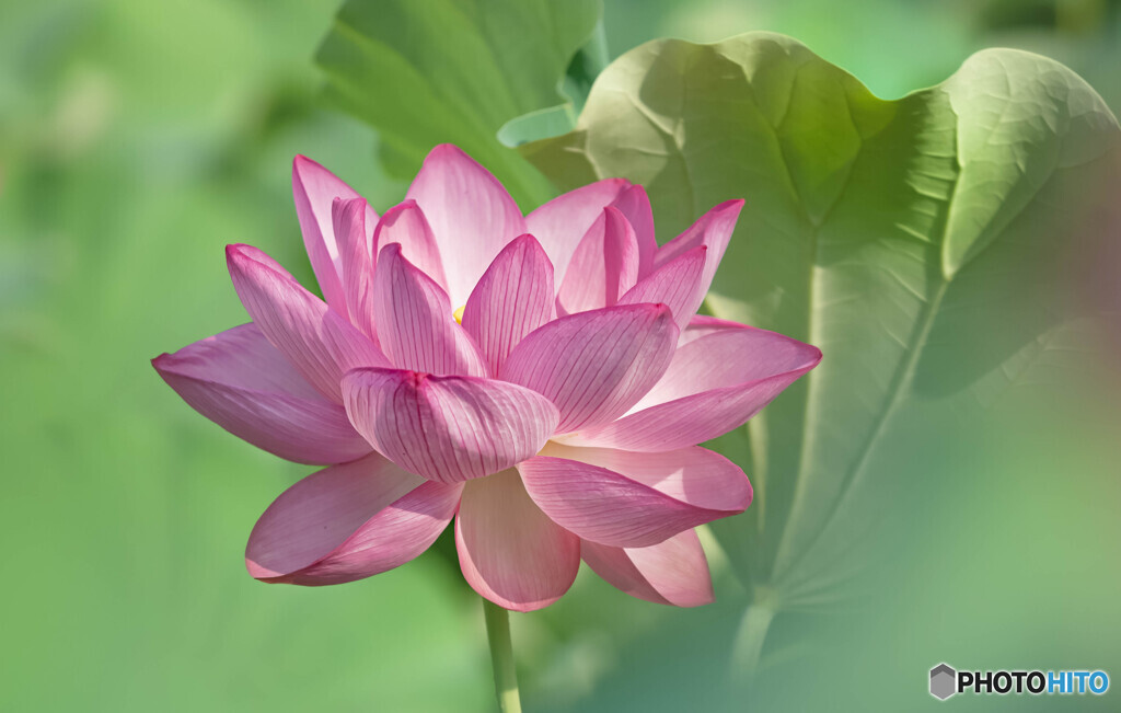 開花