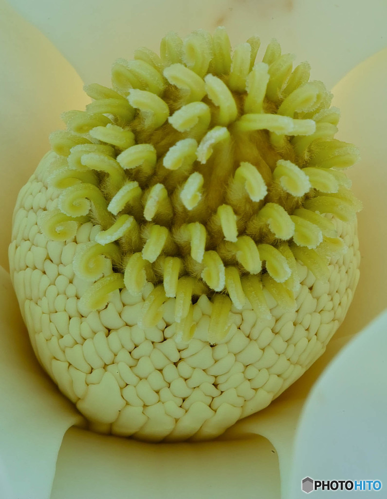 泰山木の蕊