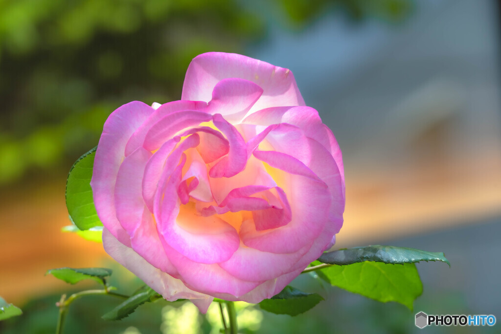 薔薇