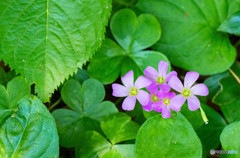 雑草の花
