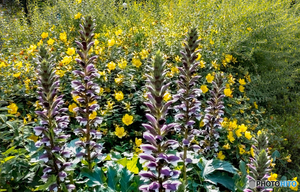 野に咲くアカンサスモリス