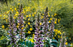 野に咲くアカンサスモリス