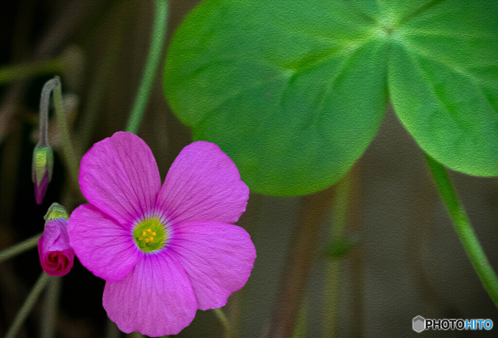 木陰に咲く