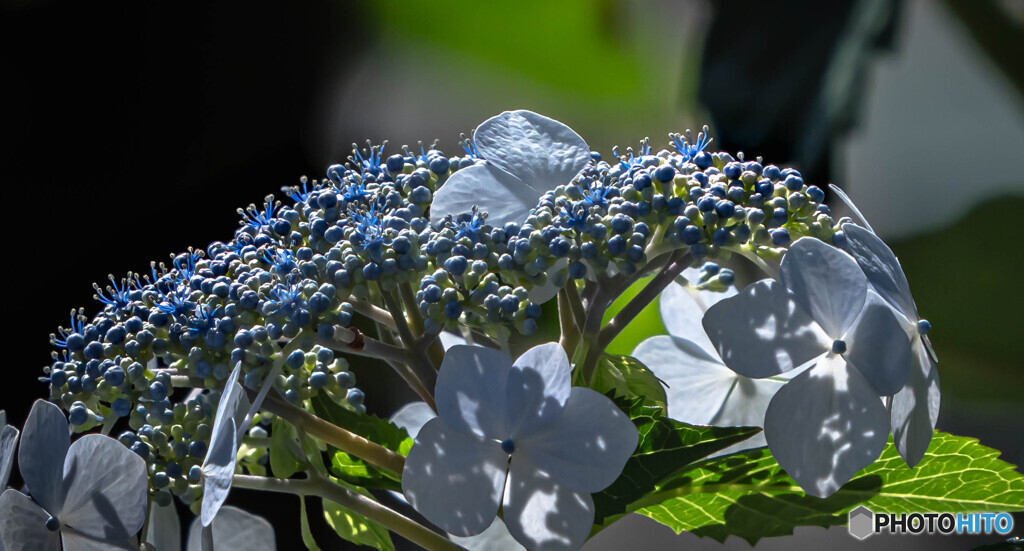 紫陽花