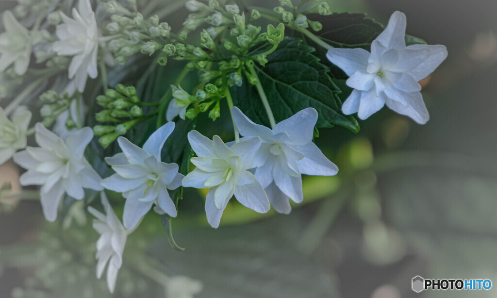 紫陽花