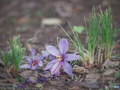 クロッカス
