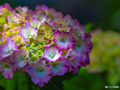 紫陽花