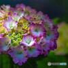 紫陽花