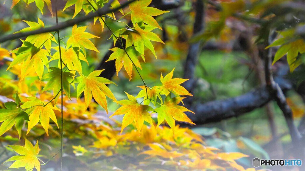 夏紅葉