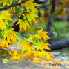 夏紅葉