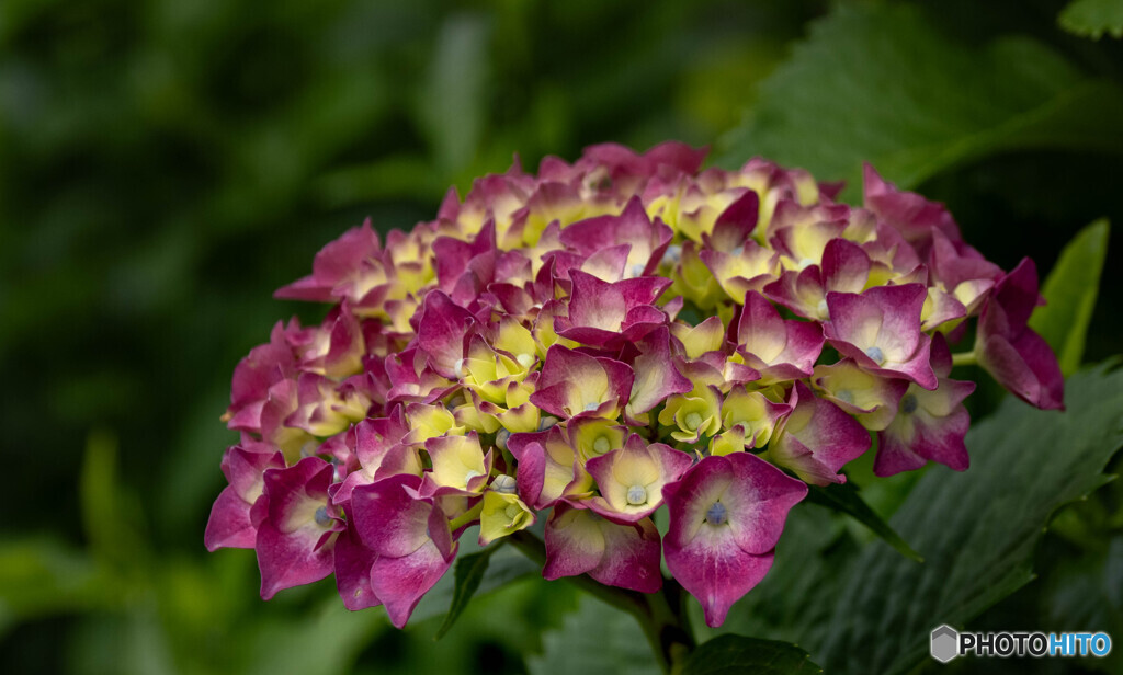 紫陽花