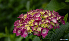紫陽花