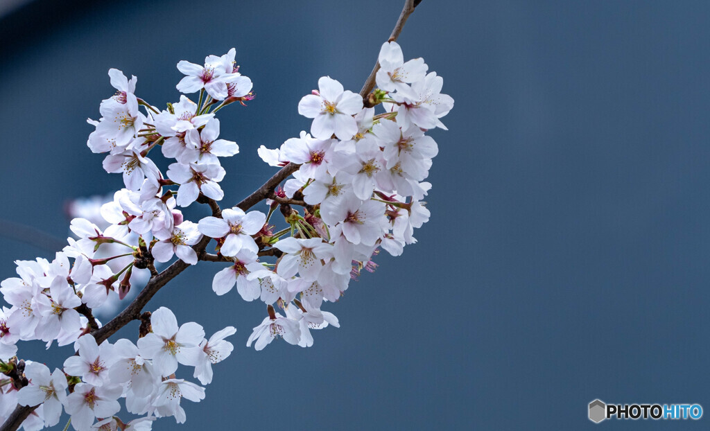 桜咲く