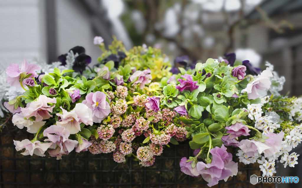 寄せ植えの花