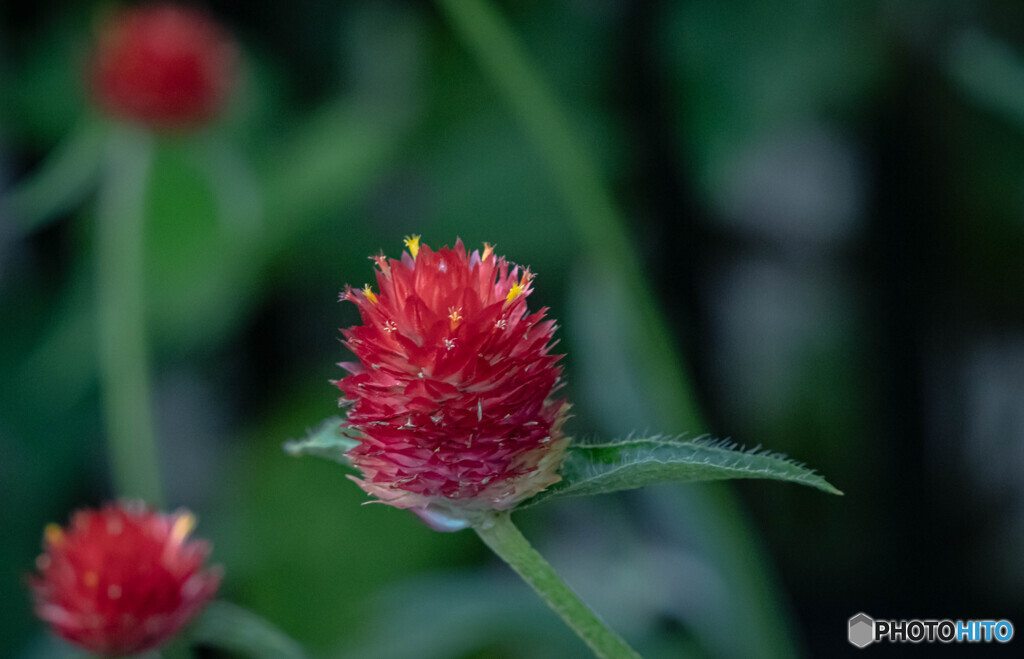 千日紅