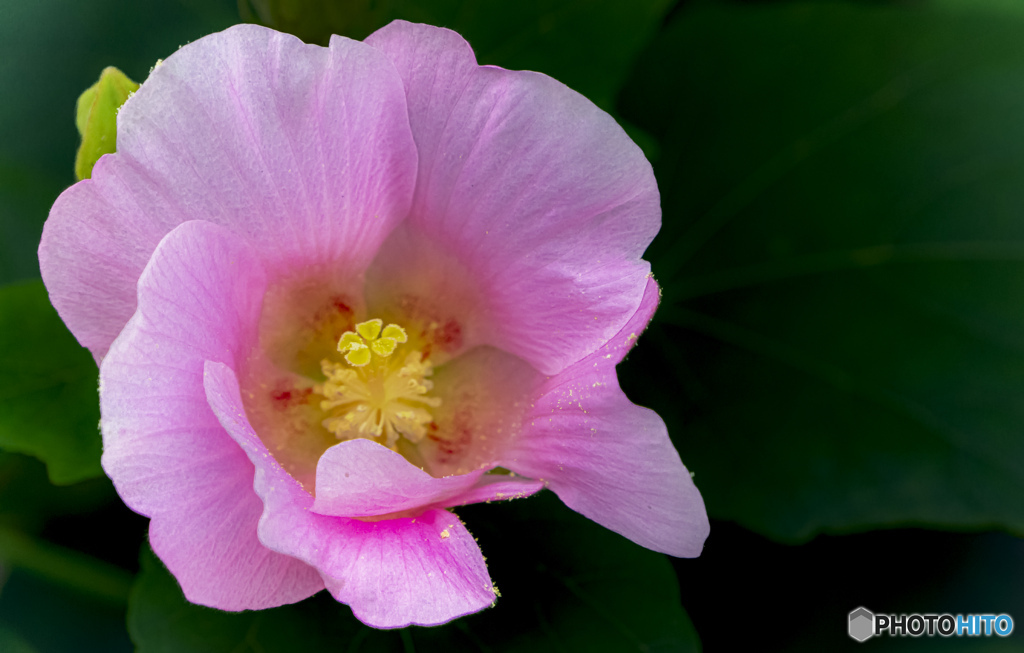 芙蓉