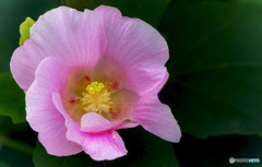 芙蓉