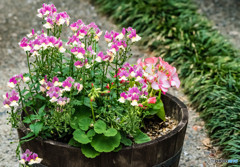 鉢植えの花
