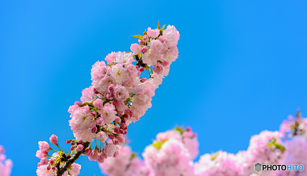 八重桜