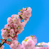 八重桜