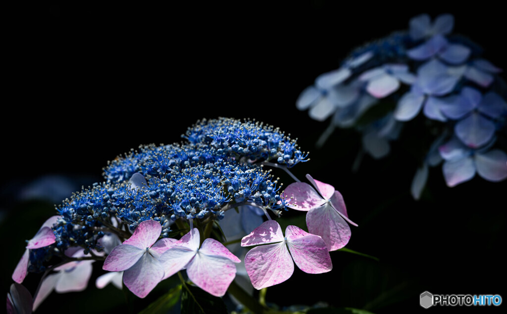 紫陽花