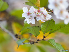 冬桜