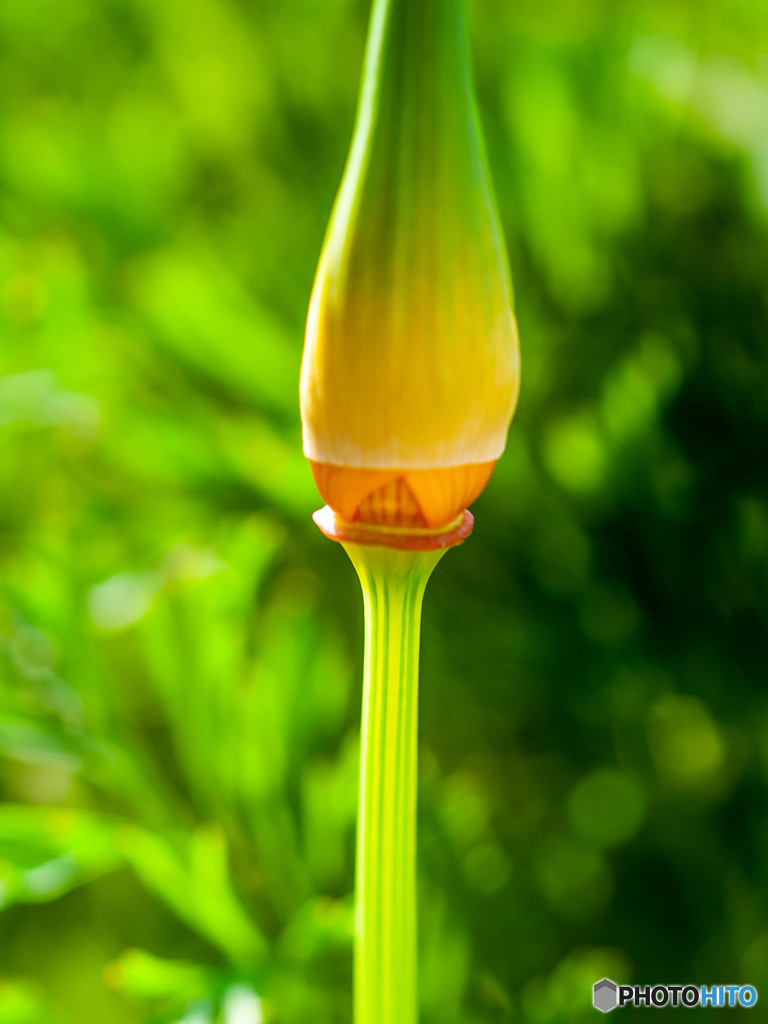 蕾
