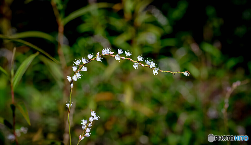 小さな花