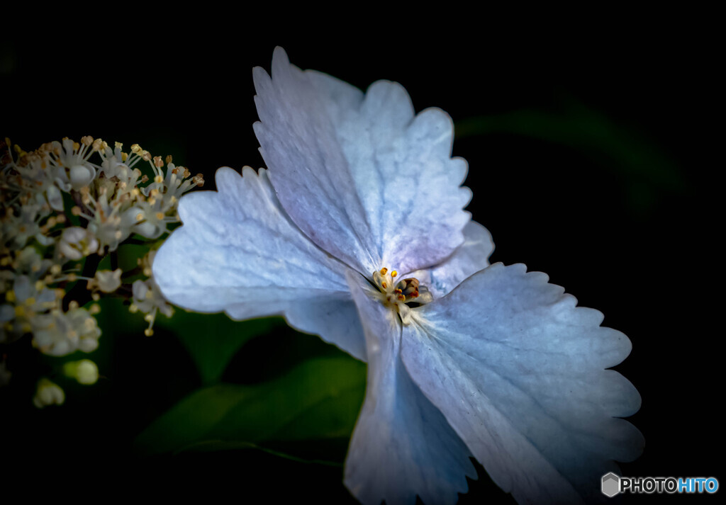 紫陽花