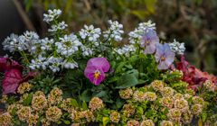 寄せ植えの花々