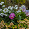 寄せ植えの花々
